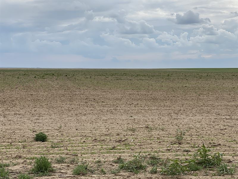 Dryland Farmland : Firstview : Cheyenne County : Colorado