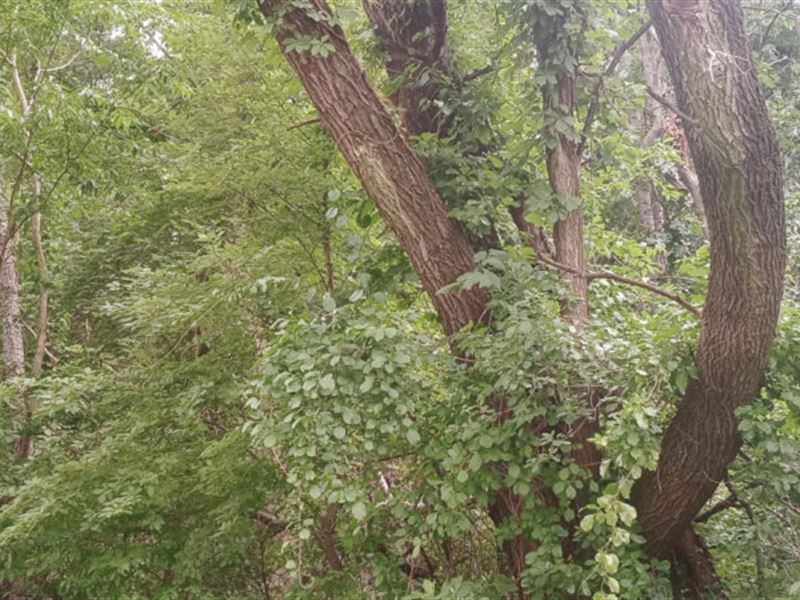 Property That is Like a Rain Forest : Michigan City : Porter County : Indiana