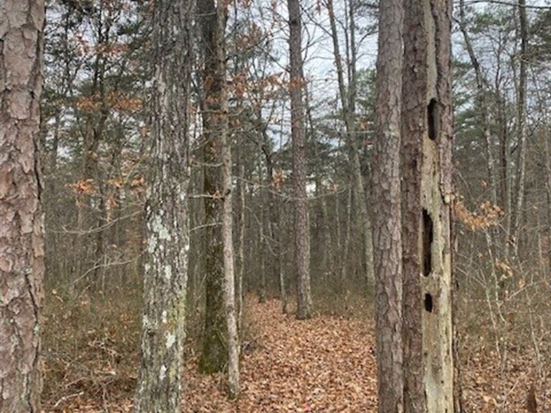 5.17 +/- Acres Unrestricted, Wooded : Tracy City : Marion County : Tennessee