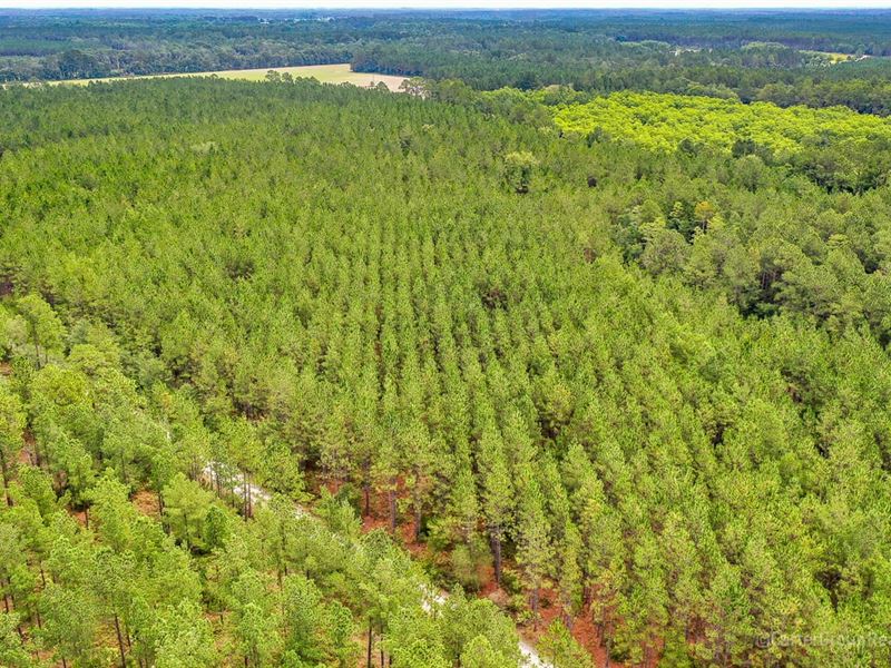 Timberland Investment, Ware County : Waycross : Ware County : Georgia