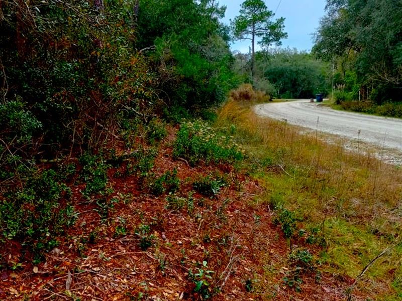 1.56 Acres of Beautiful Land : Georgetown : Putnam County : Florida