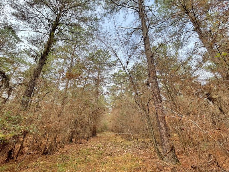 Bigham Highway 29 Tract : Dozier : Crenshaw County : Alabama