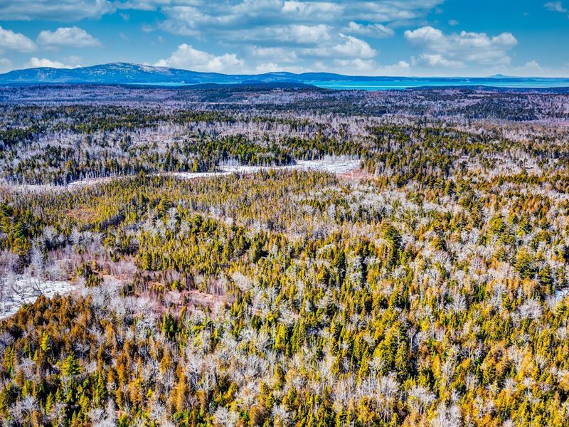 Wooded Acres, Access Near Ocean : Gouldsboro : Hancock County : Maine