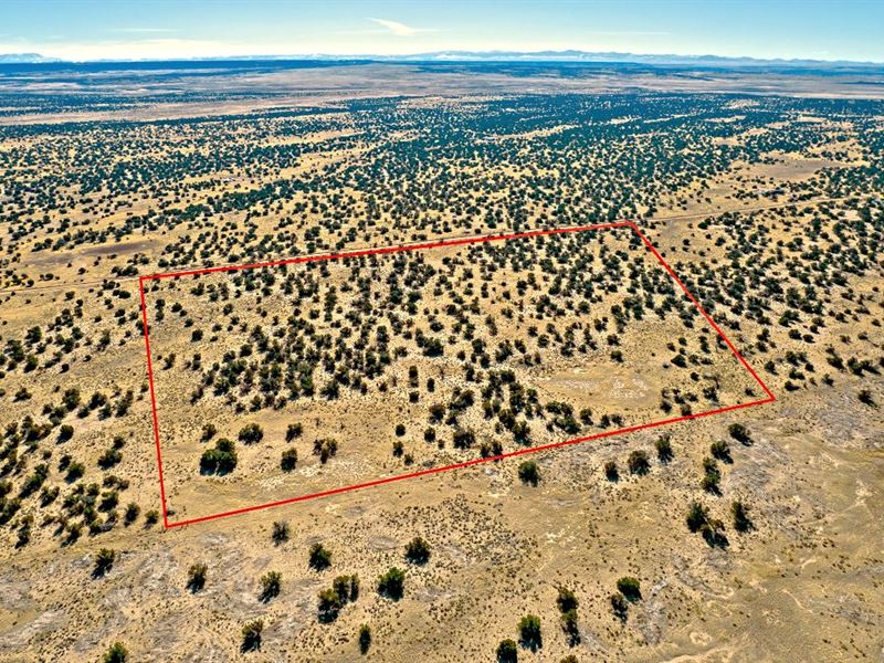 38.2 Ac in Arizona, $7500 Down : Saint Johns : Apache County : Arizona
