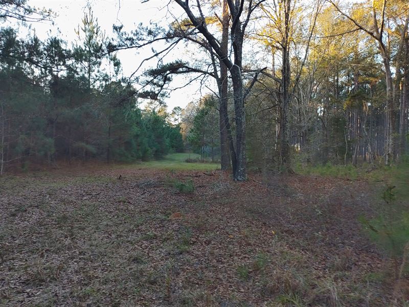 Judy Creek 76 Acres : Ariton : Bullock County : Alabama