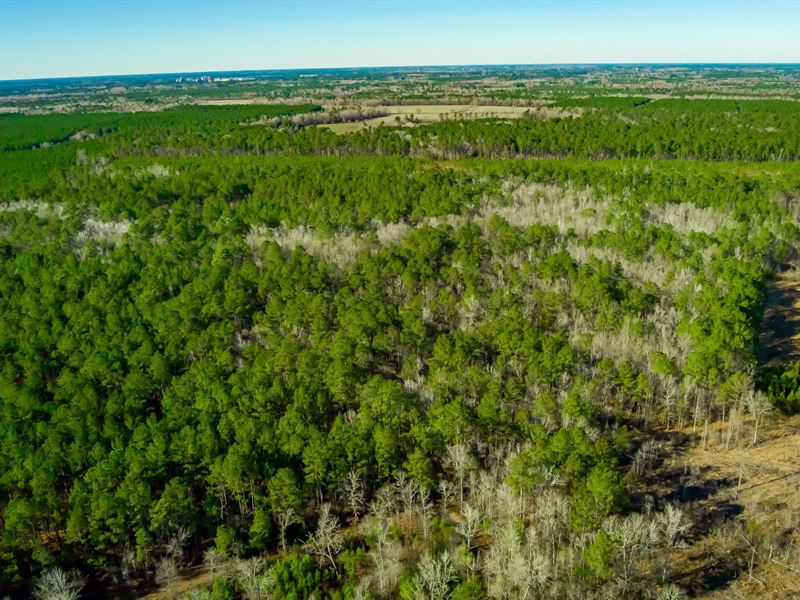 Five Bridges Road Tract : Lake City : Williamsburg County : South Carolina