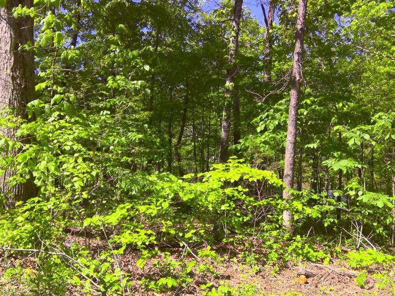 Wooded Lot Near Spring Lake in Ozar : Williford : Sharp County : Arkansas