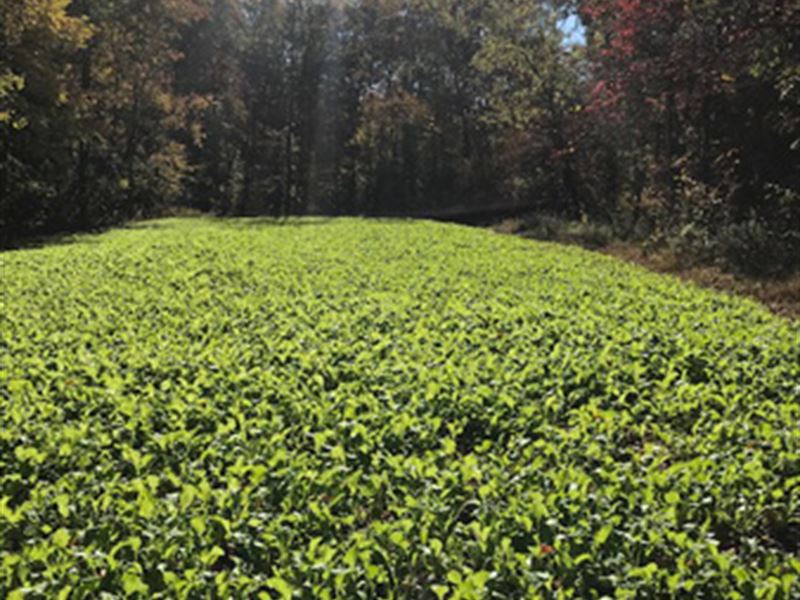 Ohio Hunting Property : Amesville : Athens County : Ohio