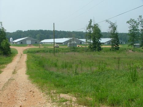 105 Acre Broiler Farm : Pisgah : Jackson County : Alabama