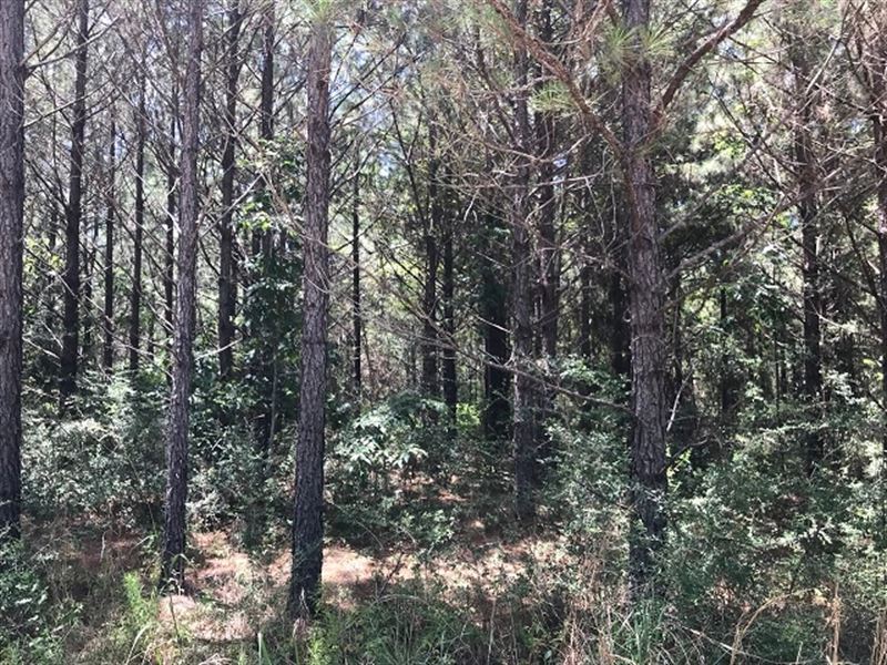 Cole Drive/Highway 29 : Ovett : Perry County : Mississippi