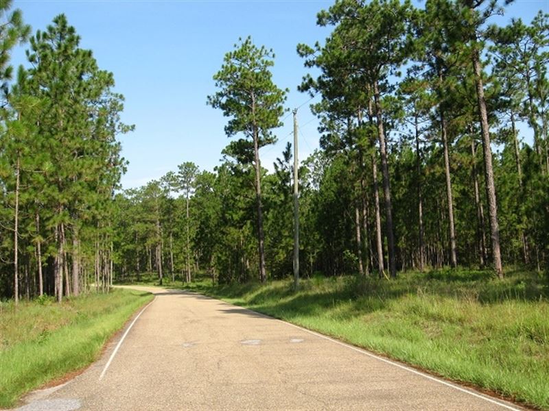 Entrekin Rd, Parcel 4 : Purvis : Lamar County : Mississippi