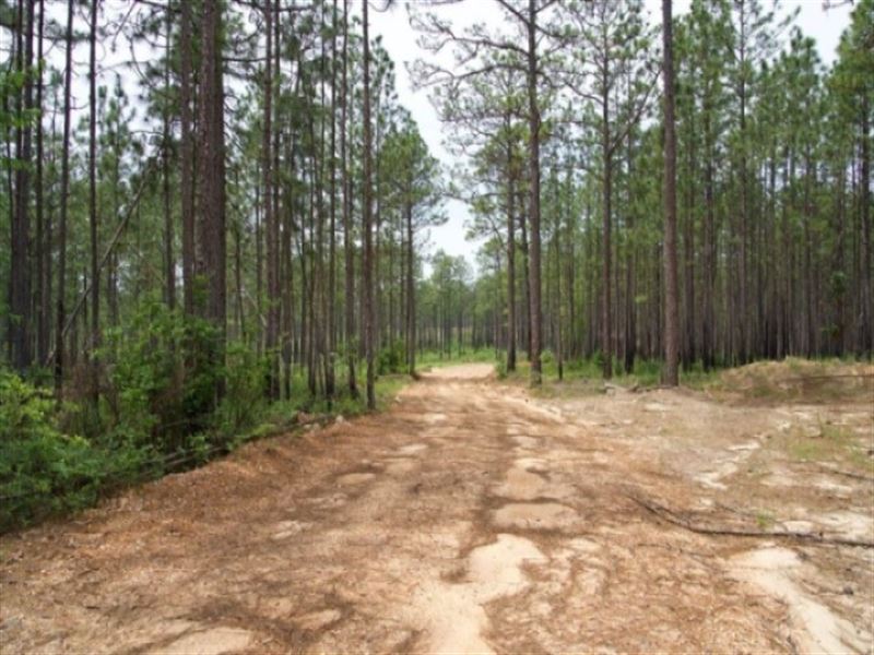 Entrekin/Saucier Road Tract : Purvis : Lamar County : Mississippi