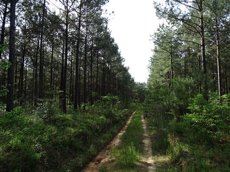 Black Creek Lake : Purvis : Lamar County : Mississippi