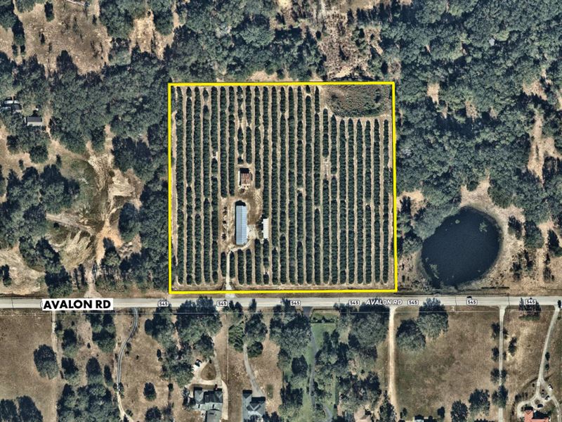 Producing Orange Grove : Winter Garden : Orange County : Florida