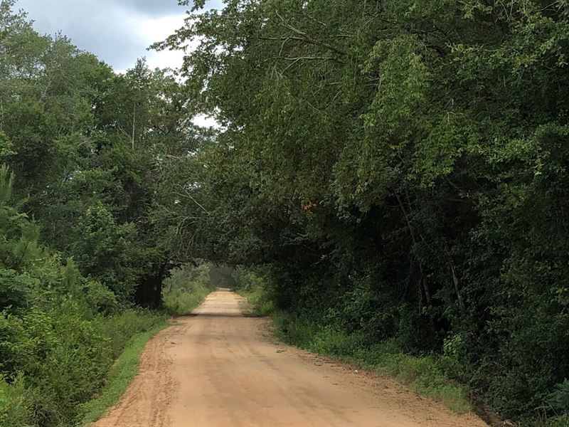 Rhine Tract : Rhine : Dodge County : Georgia