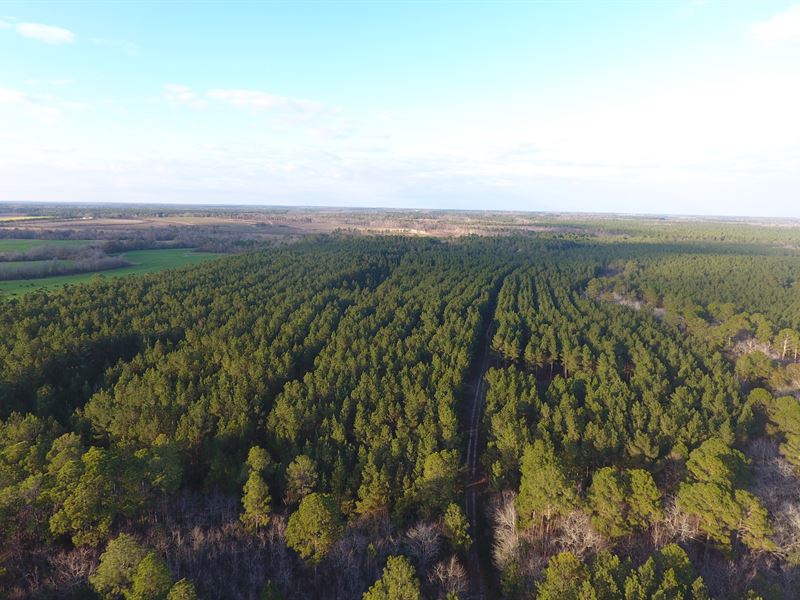 Hatley Road Tract Land for Sale in Pitts, Wilcox County,