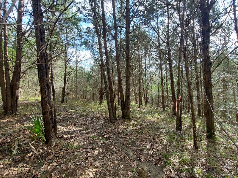 Wooded Lot in TX Near a Huge Lake : Coldspring : San Jacinto County : Texas