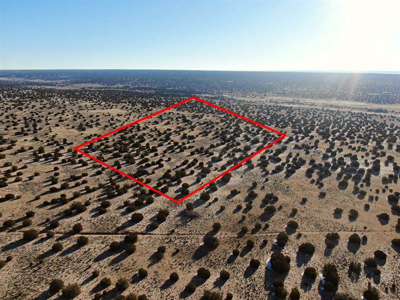20 Ac Wooded AZ Ranch, $2500 Down : Saint Johns : Apache County : Arizona