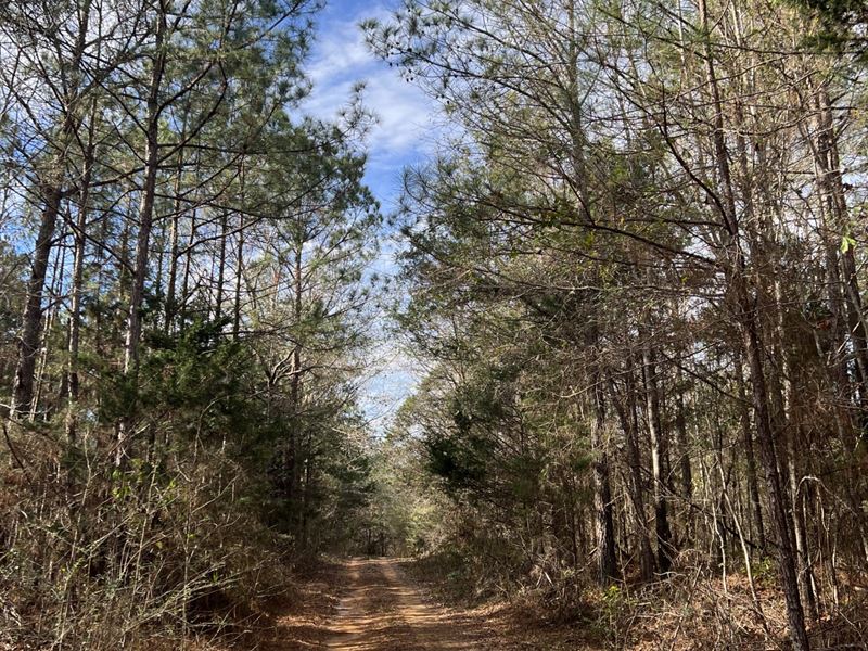 53 Acres Hwy 25 Gree : Greensboro : Hale County : Alabama