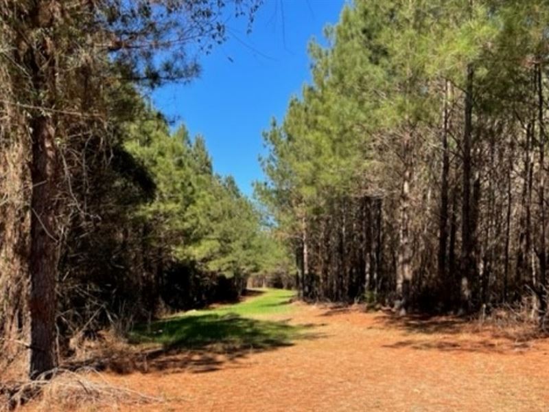 336 Acres Deer and Turkey Hunting : Wesson : Copiah County : Mississippi