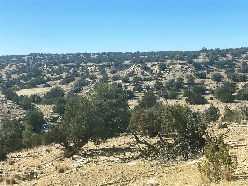 Northern AZ Ranch Steal : Saint Johns : Apache County : Arizona