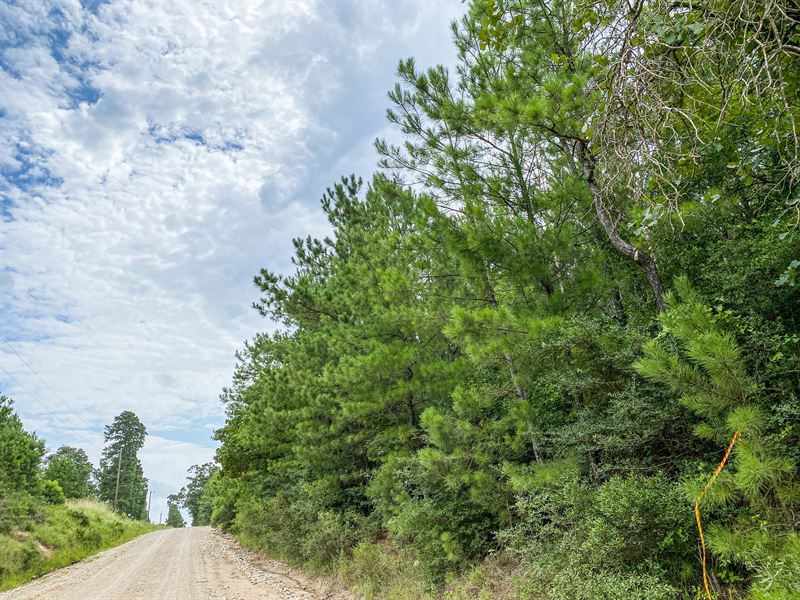 34 Acres, T-31 Eliot : Groveton : Trinity County : Texas