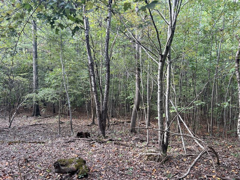 52.52 +/- Wooded Ac, Bartow County : Adairsville : Bartow County : Georgia