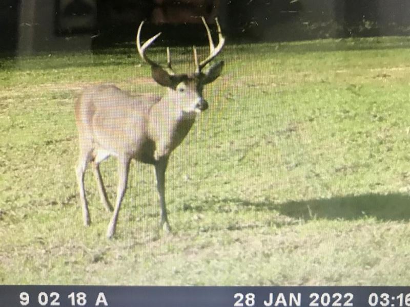 Parker Branch Hunting & Timber : Jones : Autauga County : Alabama