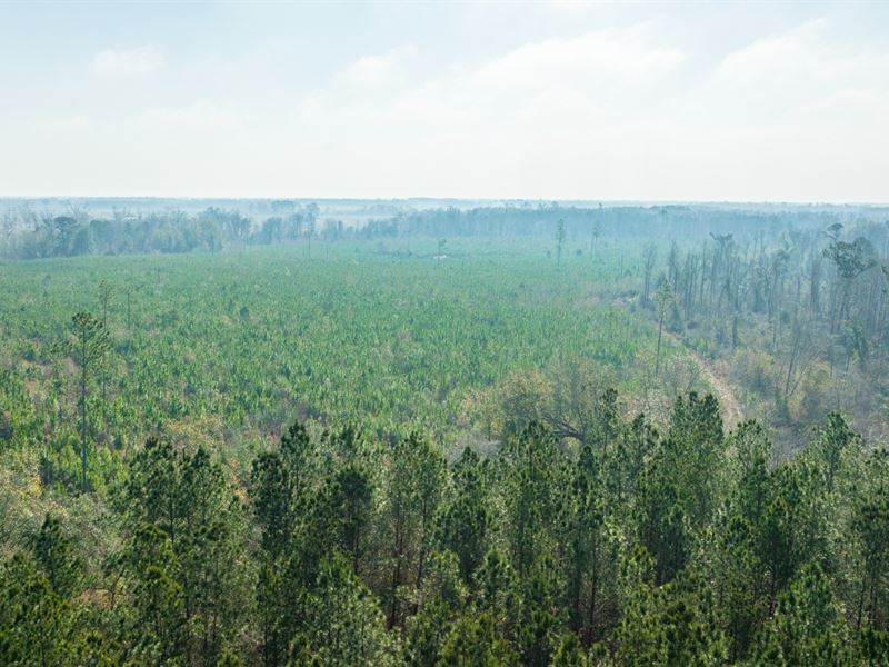 235+/- Acre Early County, Georgia : Jakin : Early County : Georgia