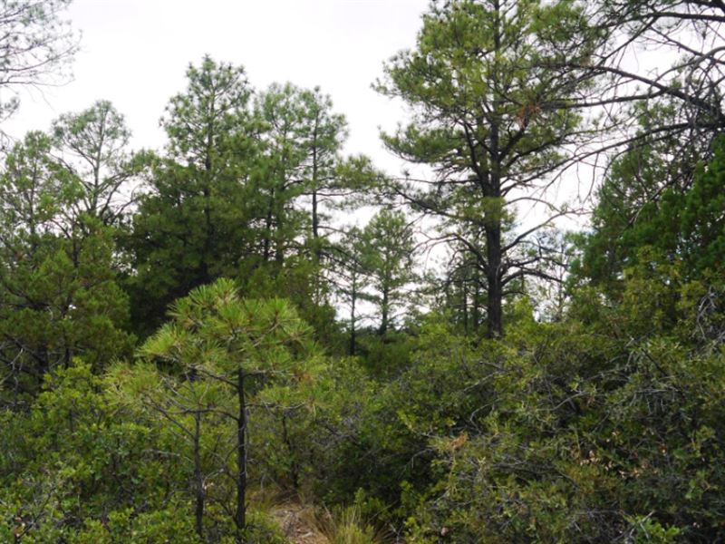 .50 Acre in Otero County, NM : Timberon : Otero County : New Mexico