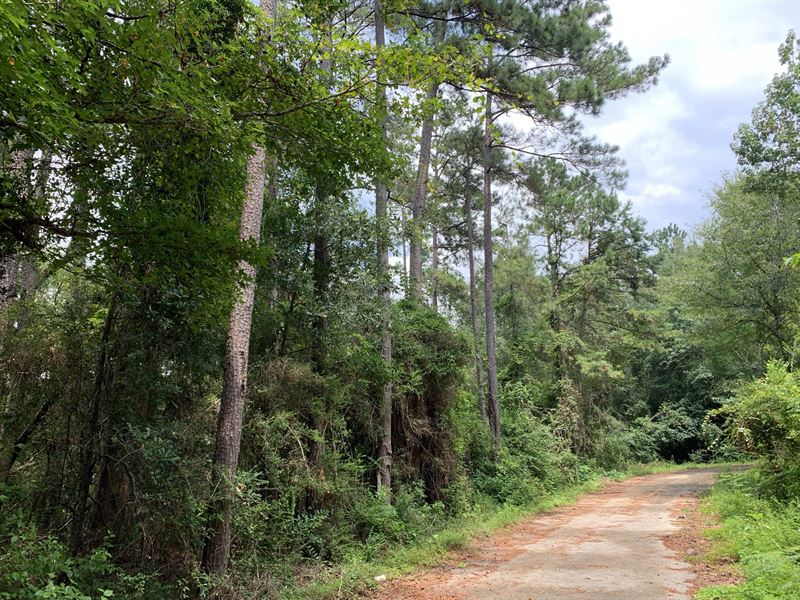 Wooded Rv / Mobile Land, Utilities : Newton : Newton County : Texas