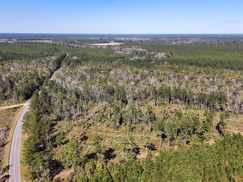 Hurricane Creek North Tract : Alma : Bacon County : Georgia