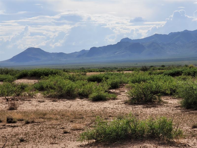 Peaceful 0.5 Acres Only $75/Mo : Deming : Luna County : New Mexico