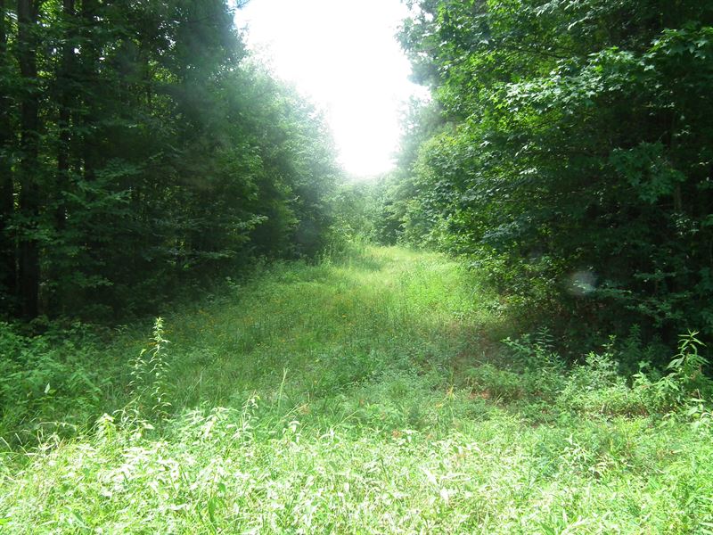 Carthage 166.8 Ac : Carthage : Leake County : Mississippi