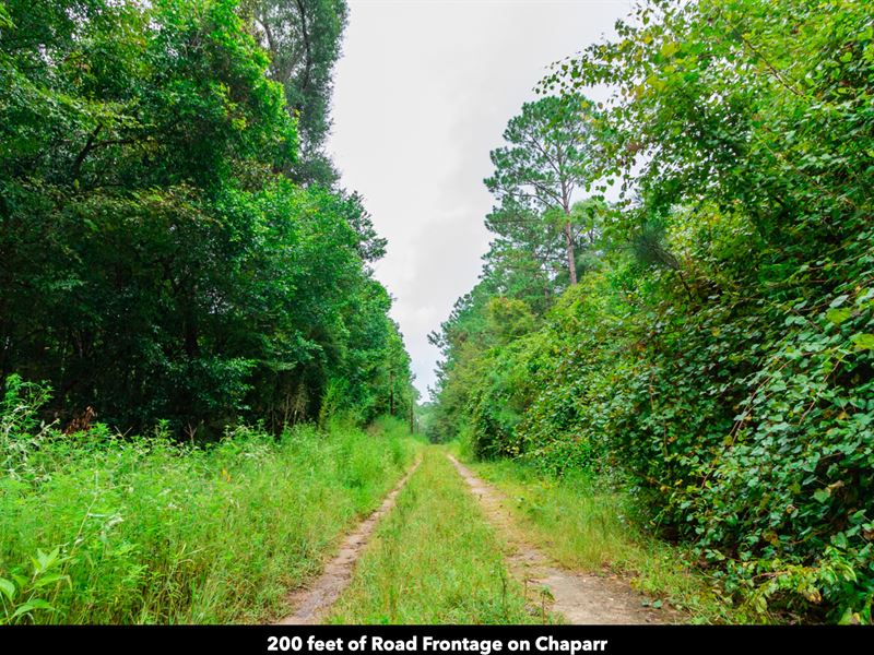 Wooded Lot, Power & Road Frontage : Cleveland : Liberty County : Texas