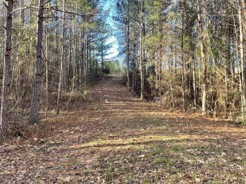 Akron Recreational, Hunting Tract : Akron : Hale County : Alabama