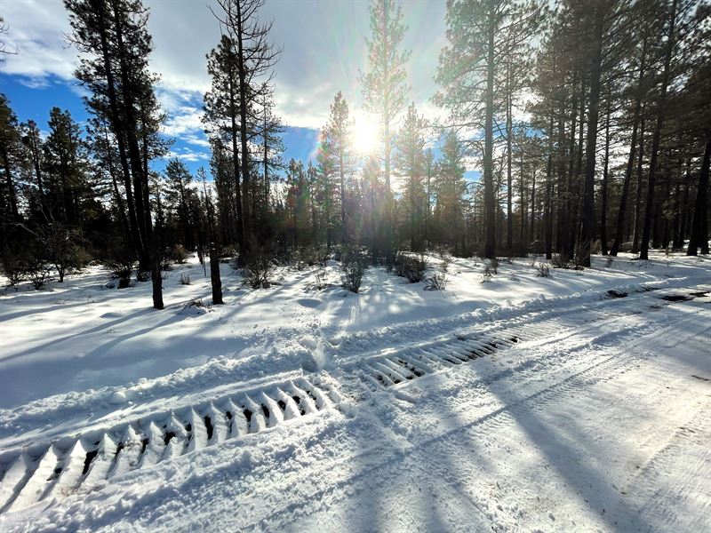 Nicely Treed, Level Parcel : Chiloquin : Klamath County : Oregon