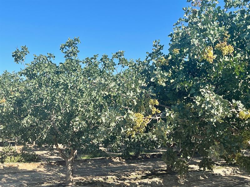 Approximate Acres Mature Pistachios : Alpaugh : Tulare County : California