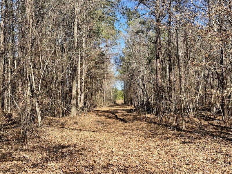 19.91 Acres in Fountain Hill, AR : Hamburg : Ashley County : Arkansas