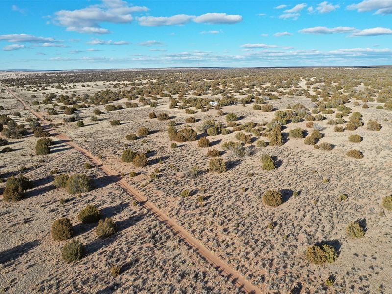 Wooded 10 Acres in Az, $1375 Down : Saint Johns : Apache County : Arizona