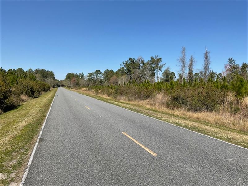 Planted Pines on Paved Road : Jasper : Hamilton County : Florida