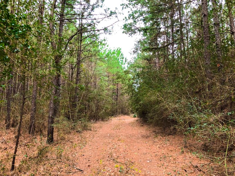 20 Acres, T-6 Spurger Pines : Woodville : Tyler County : Texas