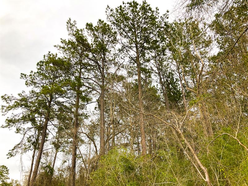 22 Acres, T-7 Spurger Pines : Woodville : Tyler County : Texas