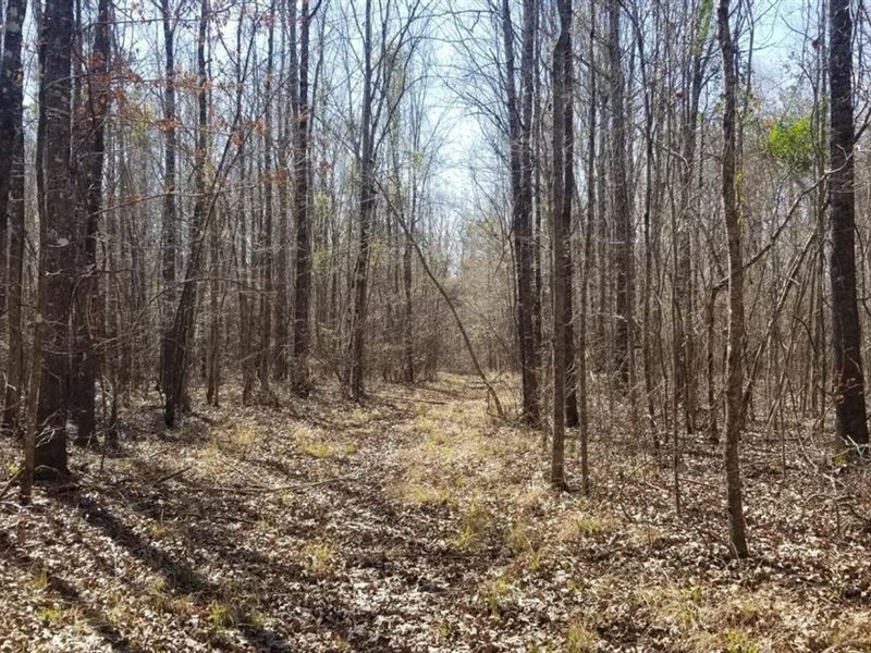 Cupit Road Forty Hunting Tract, Las : Olla : La Salle Parish : Louisiana