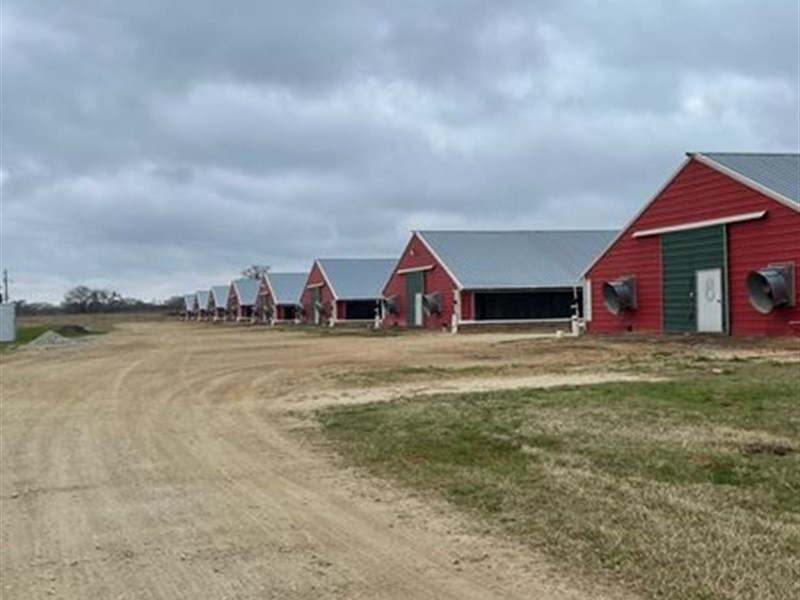 16 Poultry Chicken Houses : Limestone : Limestone County : Texas