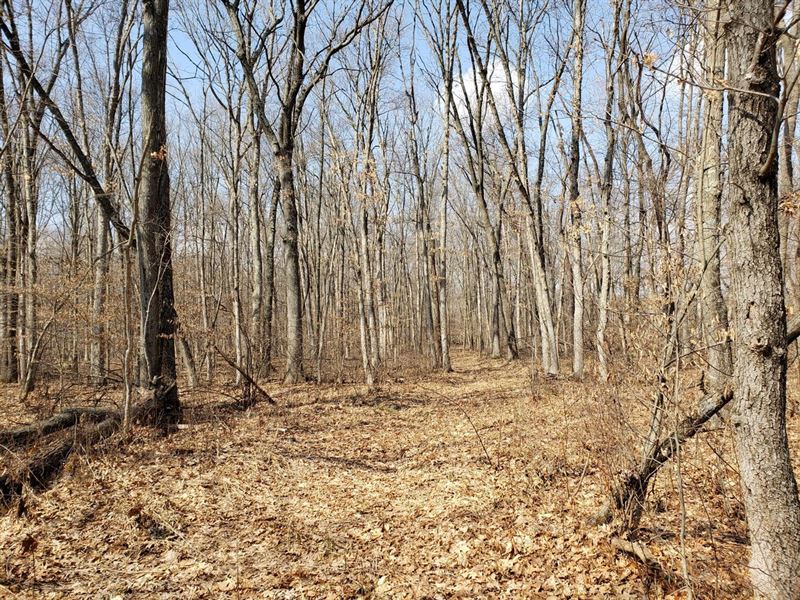 Hidden Jewel 67 Acres Near Lawto : Lawton : Van Buren County : Michigan