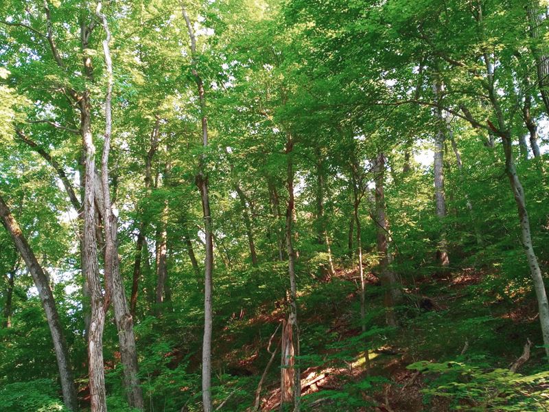 Rare Piece of Land, Beverly Shores : Beverly Shores : Porter County : Indiana
