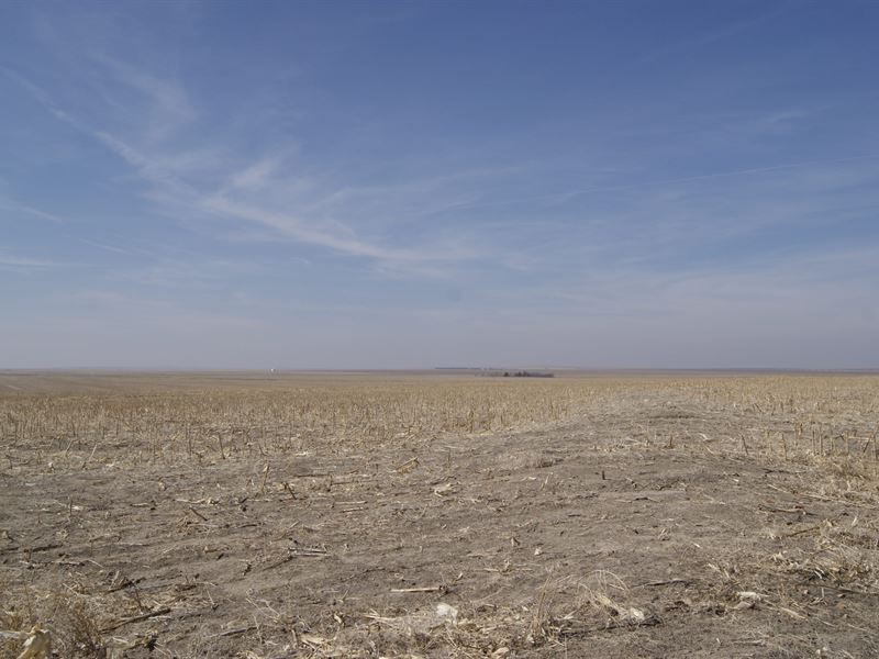 Highway40 Wallace County Dryland : Wallace : Wallace County : Kansas
