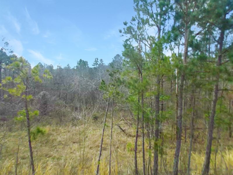 3 Ac Peaceful Residential Lot : Poplar Bluff : Butler County : Missouri