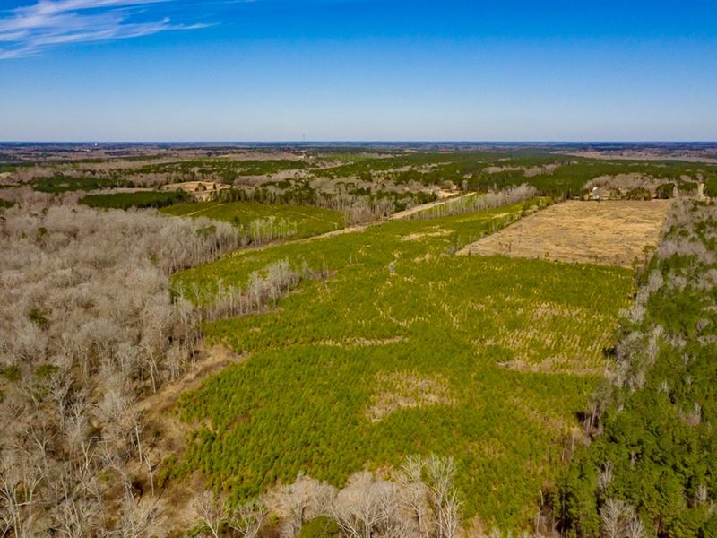 50 Acres Lincoln Parish Timberland : Choudrant : Lincoln Parish : Louisiana